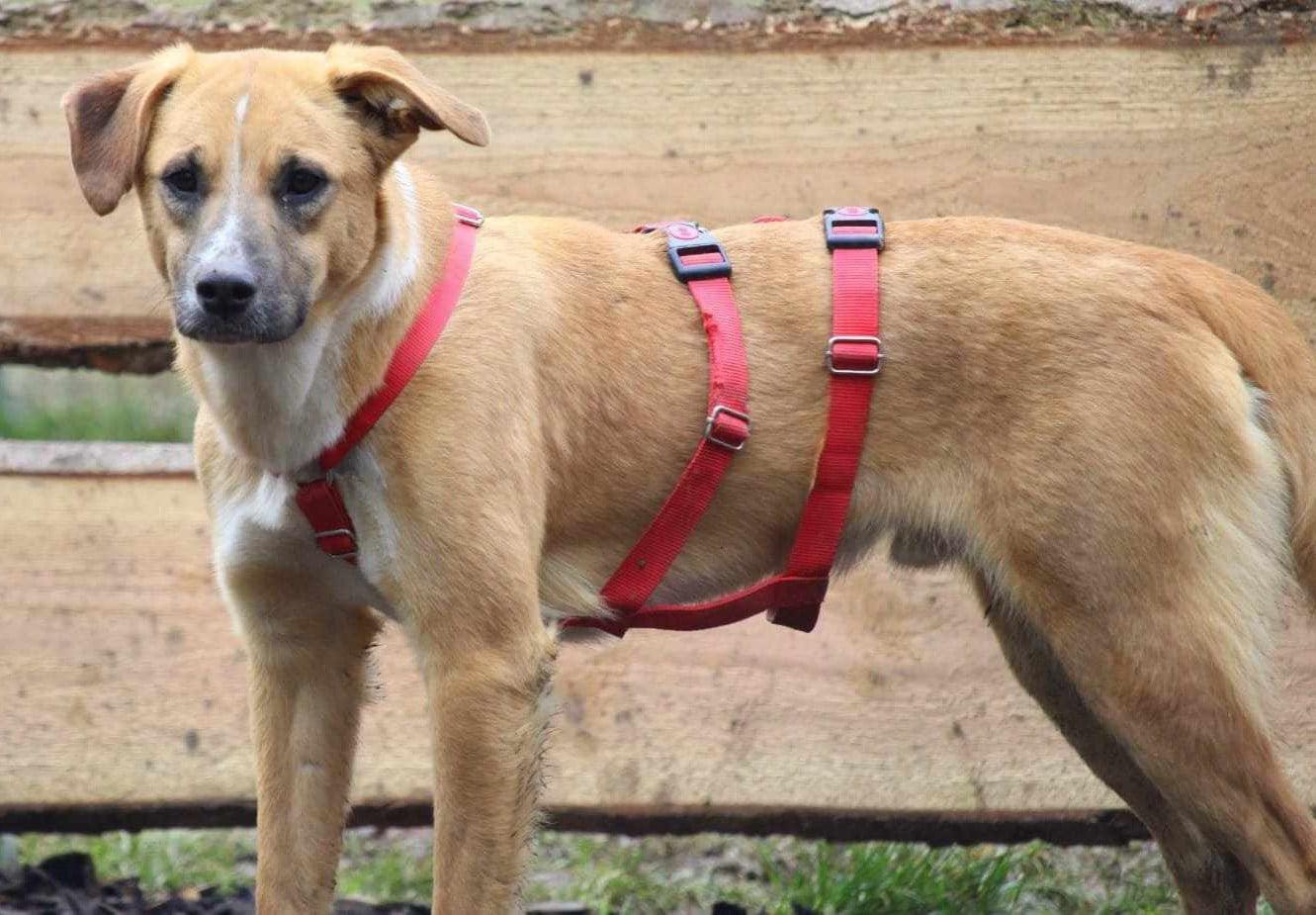 hunde aus italien suchen ein zuhause
